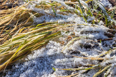 from the heat of the sun melting snow on old grass in the spring
