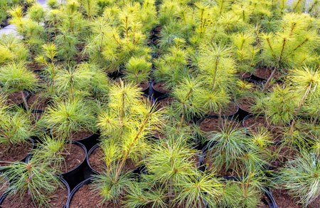 seedlings in pots Eastern white pine Radiata - Latin name - Pinus strobus Radiata up closeの写真素材