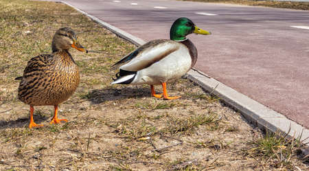 A pair of mallards near the knee in early spring, on a sunny dayの写真素材