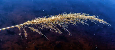 Kamysh - one plant peak, near the river bank, against the water backgroundの写真素材