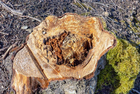stump of freshly cut rotten tree with moss in early spring