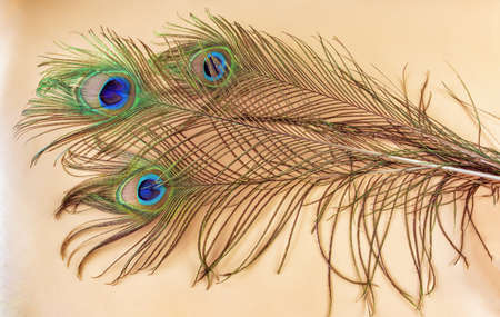 three bird peacock tail feathers on pink background, natural light, close-up