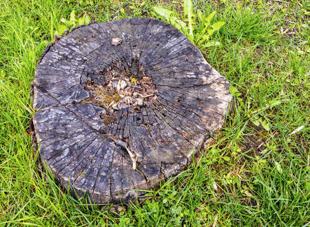 spring, old stump with swollen middle between green grass, top view