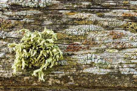 old pine wood plank with moss texture background close up