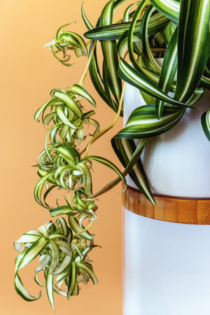 Indoor plant Chlorophytum comosum plant with long leaves in pot with new growth on orange backgroundの写真素材