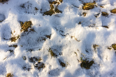 Old grass in winter under the snow on a sunny day with melted cracksの写真素材