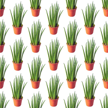 Houseplant Sansevieria cylindrica in brown plastic pot on white background isolated as seamless patternの写真素材