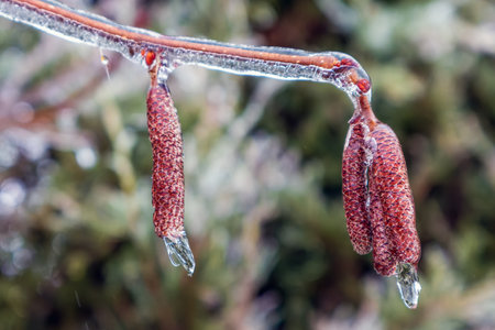 Close-up of a willow branch with flower buds frozen into icicles in winterの写真素材