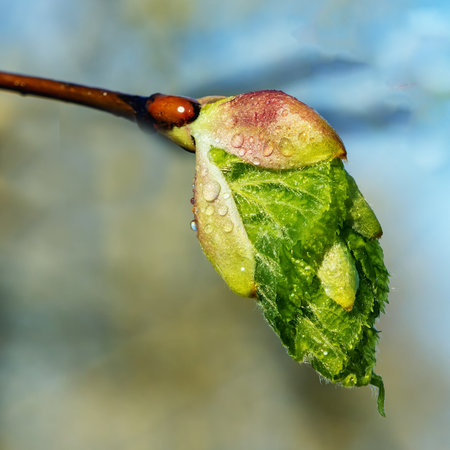 Fresh leaf bud on linden branch with rain drops close upの写真素材