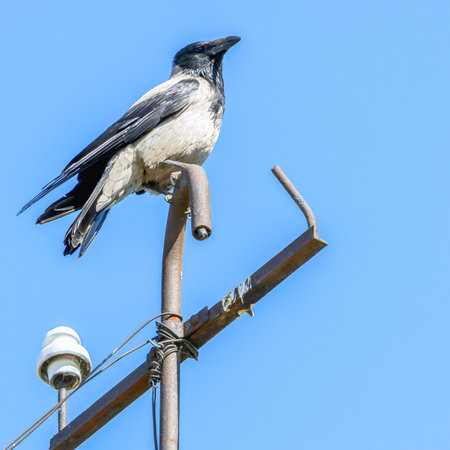 A gray adult crow with black wings and beak sits on an electrical inlet pipe on a sunny day against a blue skyの写真素材