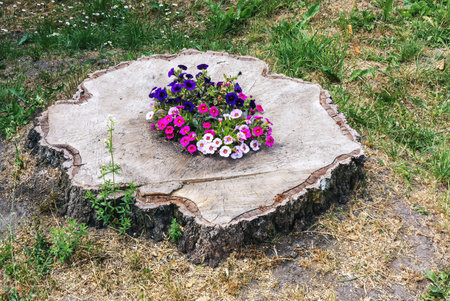 Petunias, flowers of various colors, bloomed on the stump of a cut tree during the summerの写真素材