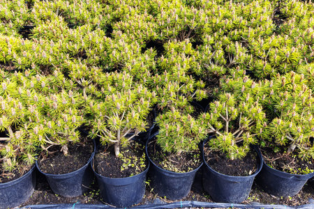 Young seedlings of mountain pine Pinus mugo outdoors in pots for sale