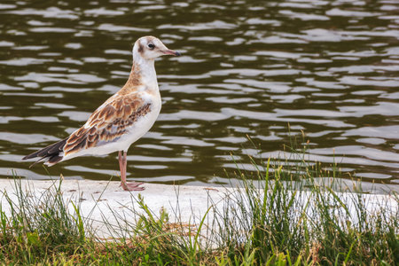 One young brown-headed gull standing on the shore of a concrete pond in the parkの写真素材
