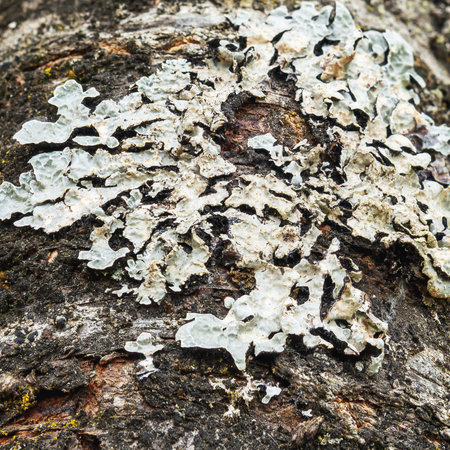Moss and lichens grew on the cracked bark of an old apple tree trunkの写真素材