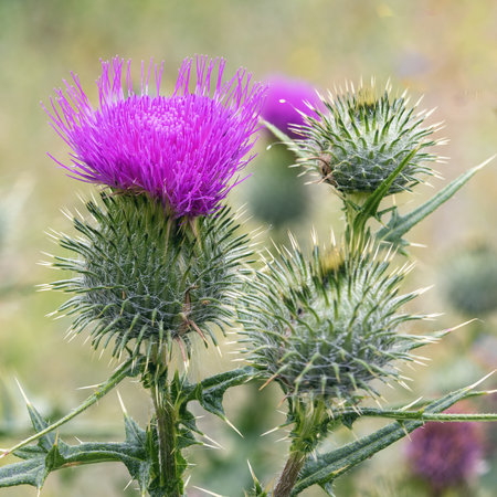 Cirsium vulgare blooms in summer in a garden meadow with a single flower, blurred backgroundの写真素材