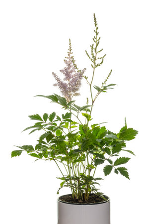 Astilbe plant also called false goat's beard in a white pot on a white background with one blooming flower isolatedの写真素材