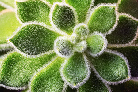 Succulent plant with hairy leaves, echeveria cactus, macro view from above, natural daylight in the roomの写真素材