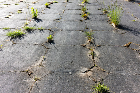 On a sunny day in spring, various grasses grow in the cracks of the old tiles on the river slopeの写真素材