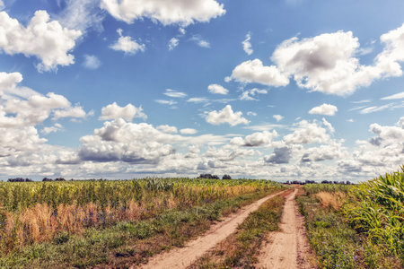 A sky with big white clouds over a corn field as I walk across it on a sunny summer day.