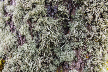 Close-up of an old pine tree with large moss covered trunk in early springの写真素材
