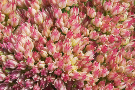 Perennial succulent - hylotelephium Matrona - close up background of flower blossomsの写真素材