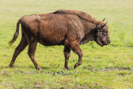 European bison - Bison bonasus adult female walks through the grass on a sunny autumn day. Krekenava...