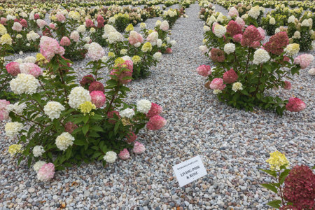 Hydrangea bushes with pastel lilac and pink flowers in a park with pebbles backgroundの写真素材