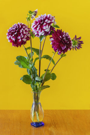 Purple dahlia flower in a glass vase on a yellow background on a wooden tableの写真素材