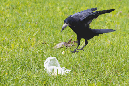 A lone black crow in the meadow sees food and goes to take a closer lookの写真素材