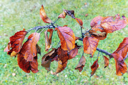 Summer apple branch with diseased leaves powdery mildew blurred background
