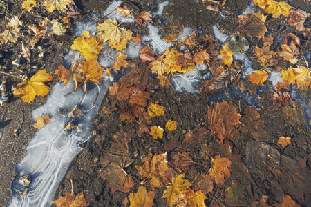 Autumn cold morning maple leaves fallen on the ground and frozen with ice, top viewの写真素材