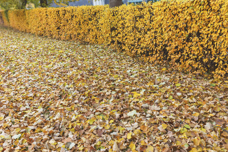 Daytime city park hedge in autumn with fallen yellow leaves on the lawnの写真素材