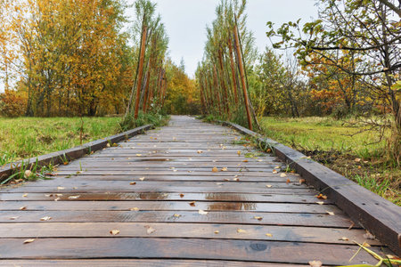 Wooden boardwalk in park with autumn leaves after rain with future tree archの写真素材