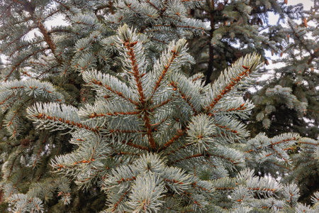 Spectacular view of rain-kissed silver fir branches with fresh green needles and water drops