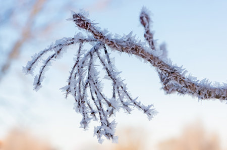 Macro shot of a delicate ash tree branch covered in a glistening layer of frost during the winter season, showing the intricate details and textures in nature's wintry beauty.の写真素材