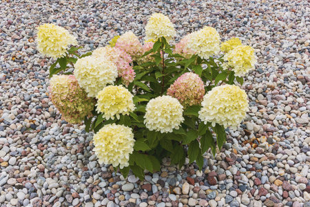 This captivating image captures a low-growing hydrangea bush with delicate white and light pink...