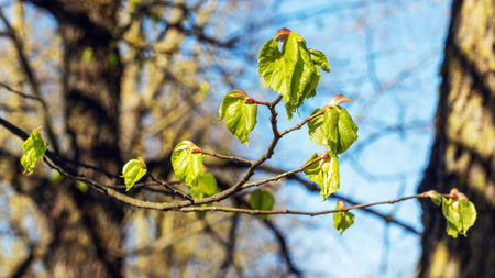 Fresh green leaves of a tree, backlit by spring sunshine on blue. Low angle perspective, blurred...