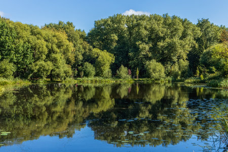 A peaceful summer day is captured at a tranquil pond, surrounded by a lush forest. The clear blue sky reflects perfectly in the calm water, mirroring the dense foliage and creating natural beauty.の写真素材