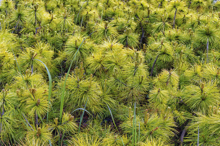 Dense tanks of green papyrus plants thrive in the sale, and their star-shaped clumps showcase a...