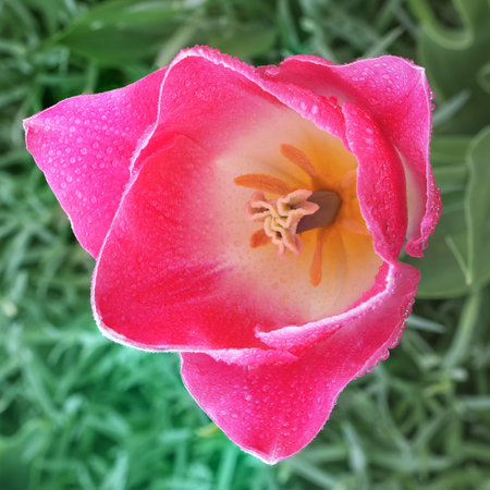 A stunning tulip flower in full bloom with dew drops. A perennial plant with showy flowers in the...