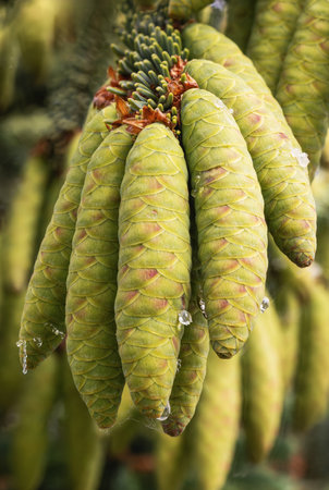 A bunch of fresh green fir cones hanging on the branches of a conifer tree, close-up. The cones are immature and have not yet opened.の写真素材