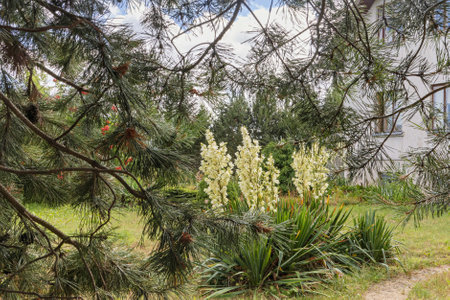 A yucca plant in the yard through the branches of a bush with thorns in summer. The bell-shaped flowers emit a sweet fragrance. Native to America, it thrives in warm, dry climates.の写真素材