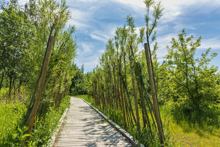 A wooden walkway winding through a lush, vibrant park. Tall trees, colorful leaves, clear blue sky,...