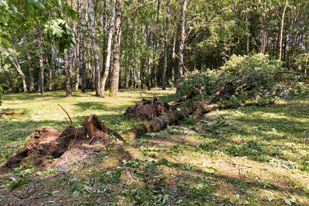 A majestic tree lies uprooted by a storm in a lush green forest, an awe-inspiring sight that...