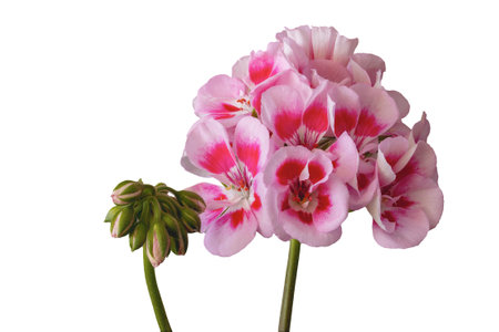 Royal pelargonium flowers - Pelargonium grandiflorum flowers with buds close up, white background isolatedの写真素材