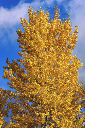 Isolated tall autumn tree with yellow leaves against blue sky and white clouds. Low angle view shows...