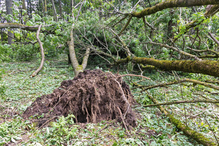 A tree toppled by powerful winds, exposing its massive root ball surrounded by forest debris. Viewed from ground level, the fallen tree leans against neighboring trees.の写真素材