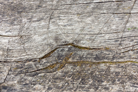 Summer old wooden cracked outdoor bench planks with moss background texture close upの写真素材