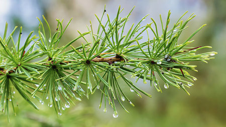 Close up of a fresh green larch branch decorated with glistening raindrops. The blurred background...