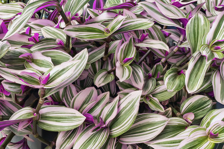 Detail of Tradescantia zebrina with bright green leaves decorated with bright purple and white stripes as a backgroundの写真素材